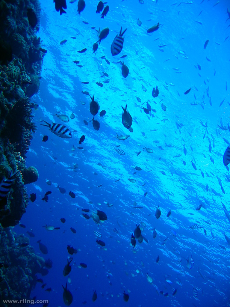 月からも見えるサンゴ礁「グレート・バリア・リーフ」