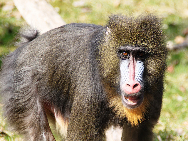 ジャー動物保護区