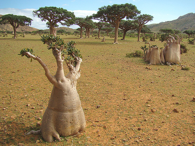 ソコトラ諸島の写真3