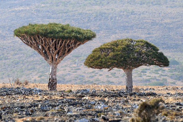 ソコトラ諸島の写真4