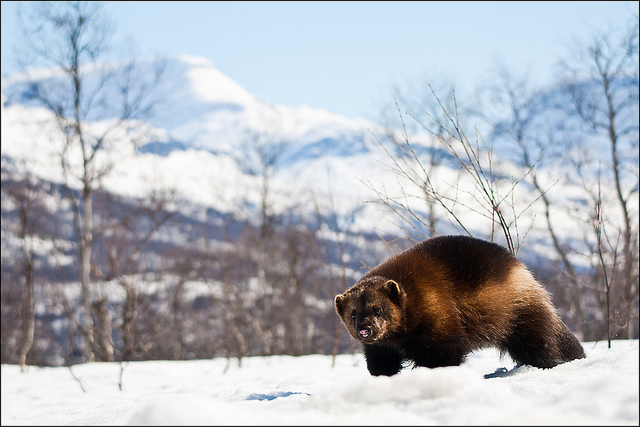 ラポニアン・エリア