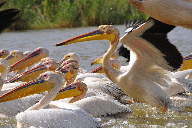 ジュッジ国立鳥類保護区