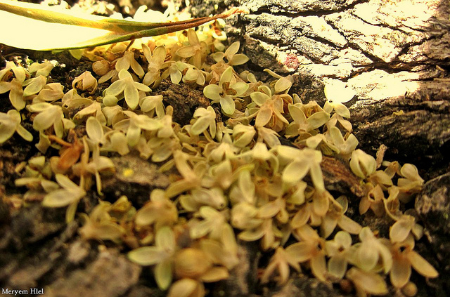 イシュケル国立公園