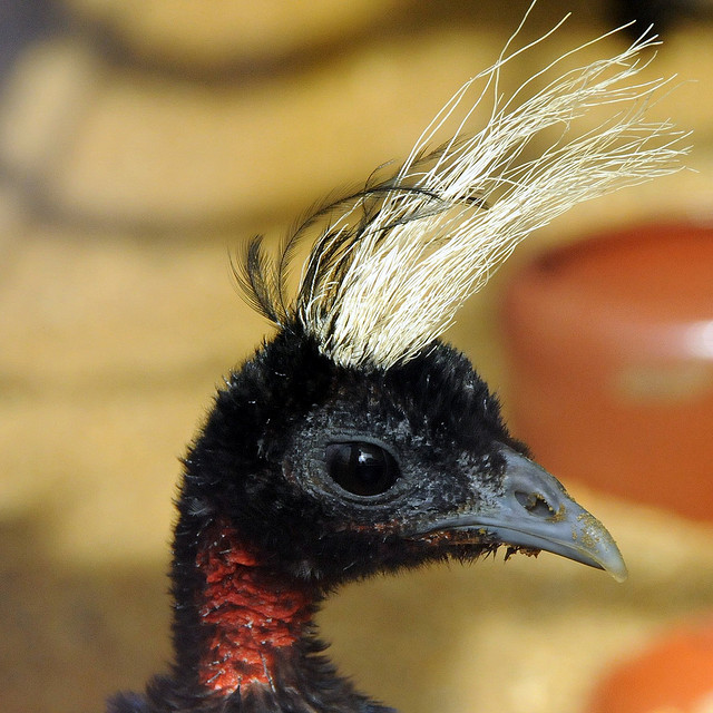 サロンガ国立公園　