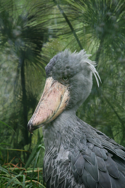 マノヴォ-グンダ・サン・フローリス国立公園