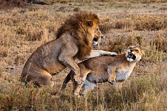 セレンゲティ国立公園
