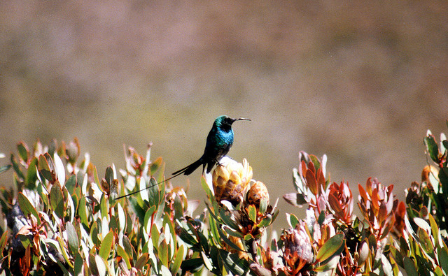 キリマンジャロ国立公園
