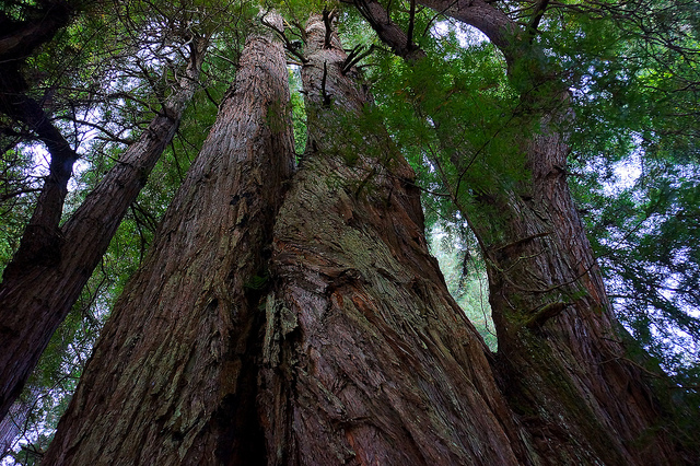 レッドウッド国立及び州立公園