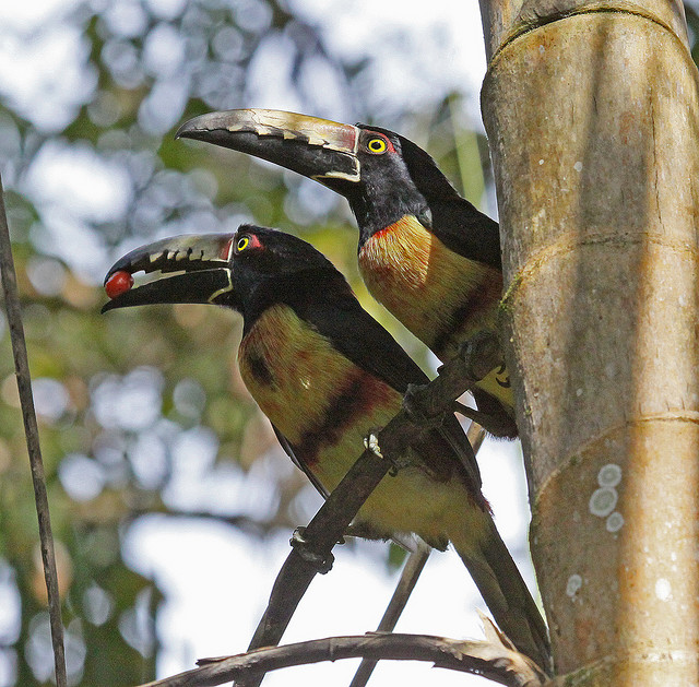 ティカル国立公園の写真6