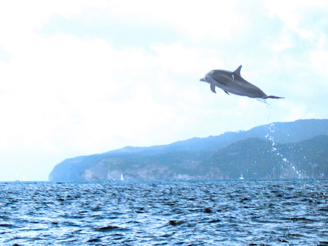 ピトンズ・マネジメント・エリア