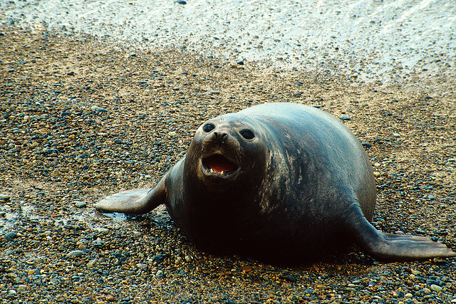 バルデス半島の写真6