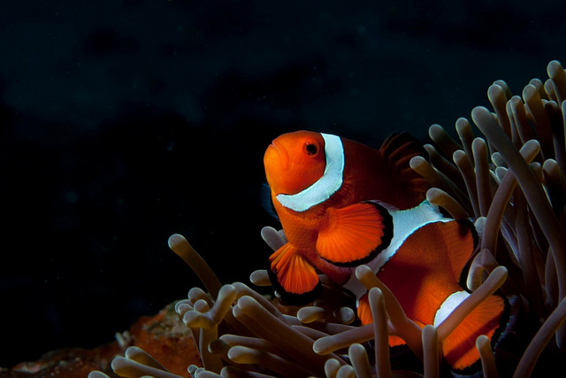トゥバタハ岩礁海中公園
