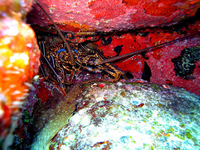 ブラジルの大西洋諸島：フェルナンド・デ・ノローニャとロカス環礁保護区群