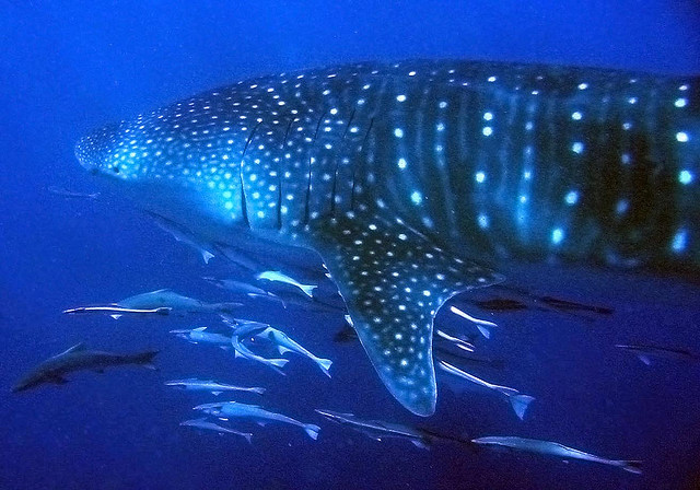 ニンガルー・リーフ