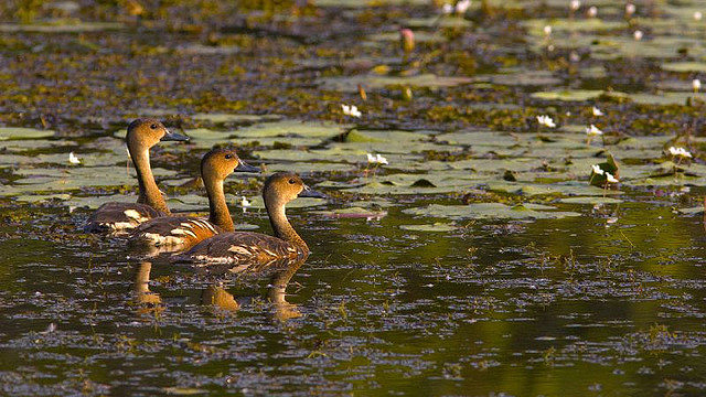 カカドゥ国立公園の写真29