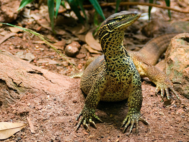 カカドゥ国立公園の写真33