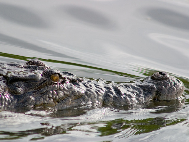 カカドゥ国立公園の写真7