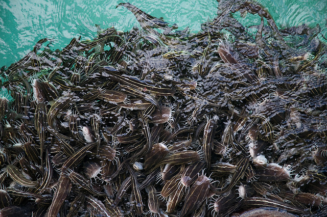 ロード ハウ諸島の写真10
