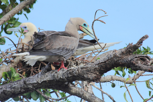 フェニックス諸島保護区