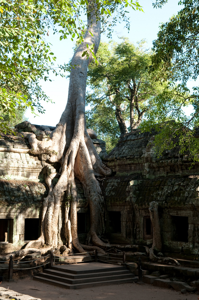 自然の生命力に圧倒、巨大な樹木に飲みこまれる遺跡「タ・プローム」